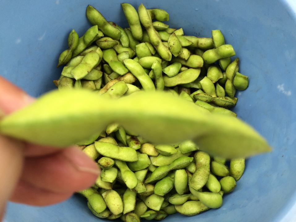 枝豆収穫
