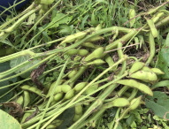 枝豆収穫